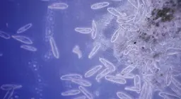 How do single-celled organisms move?