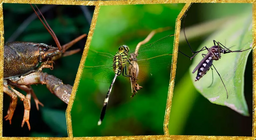 水の中の節足動物