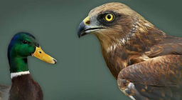 水鳥とシギチドリ類