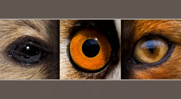 げっ歯類と捕食者