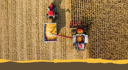 普通的田间作物