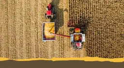 Common field crops