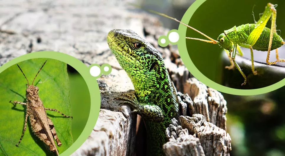 草地上的昆虫和食虫动物