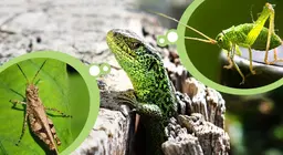 Insects vs. insectivores