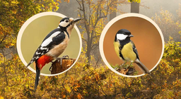 在树上筑巢的鸟