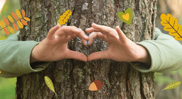 森林的生态系统