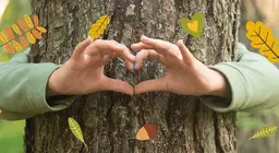 The ecosystem of forests