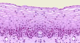 Epithelial tissues