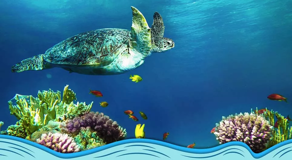海洋世界简介