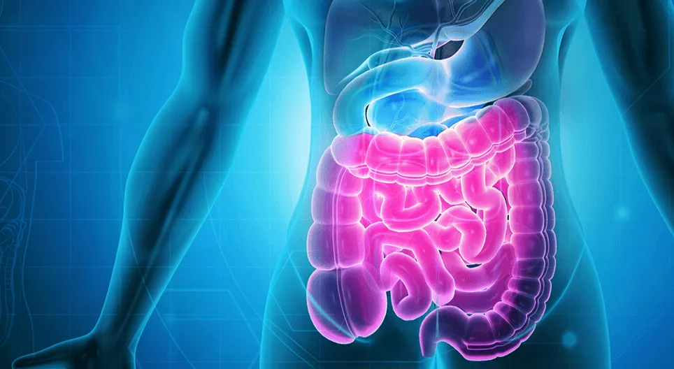 消化系统二：小肠和大肠