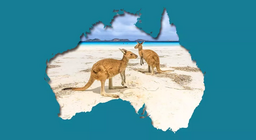 袋鼠棲息地的環境問題。