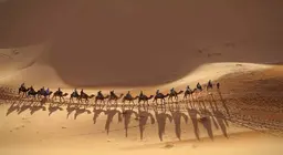 Join the caravan!