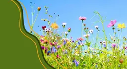 The life cycle of flowering plants
