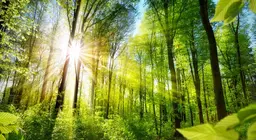 Let's get to know the faces of forests!
