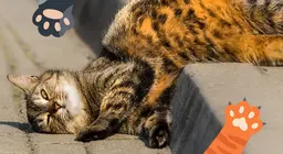 Purring friends