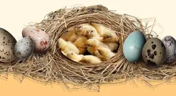 The secret of eggs