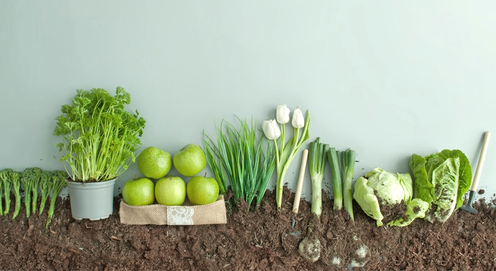 种子还是果实？