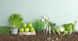 种子还是果实？