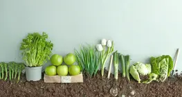 Seed or fruit?