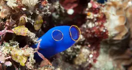 Tunicates