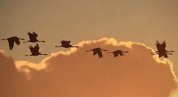 How do birds fly? Part 3