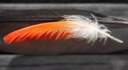 先有羽毛還是先有鳥？