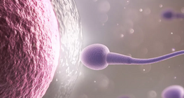 卵细胞和精子细胞