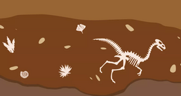 生命是如何在地球上发展的？