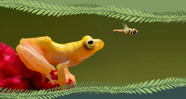 脊椎动物还是无脊椎动物？