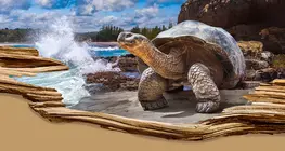 The longest-living species