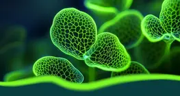 The world of plant hormones