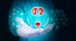 The human urinary system
