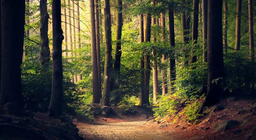 是不是所有的森林都一样？