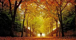 Autumn - Int. Ed.