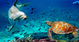 海洋动物 - 国际版