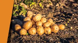 Potato oasis
