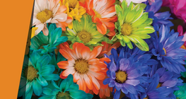 色彩斑斓的花瓣