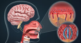 The mechanism of taste reception