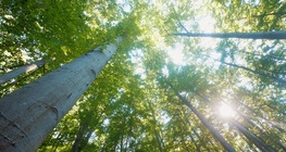 ヨーロッパのブナ