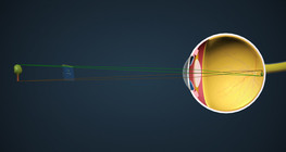 The mechanism of vision