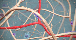 Connective tissue in the musculoskeletal system