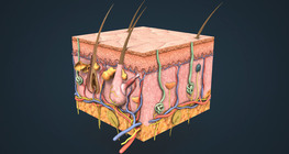 Layers of the skin; cutaneous senses