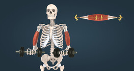 Types of Skeletal Muscle Contraction