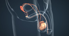Male reproductive system