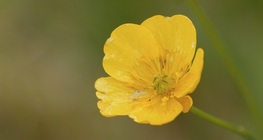 Meadow buttercup