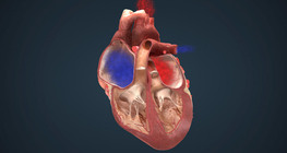 The electrical conduction system of the heart