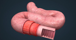 Anatomy of the small intestine