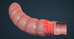 Anatomy of the large intestine