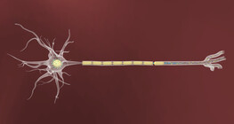 Peripheral nerve injury and regeneration