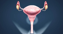 Female reproductive system